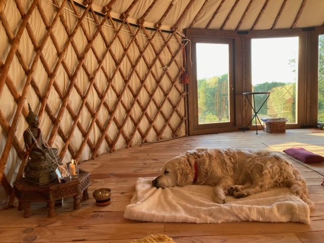 Lived-in interior of a Glass Wall yurt with chestnut lattice, wide windows and a dog resting inside
